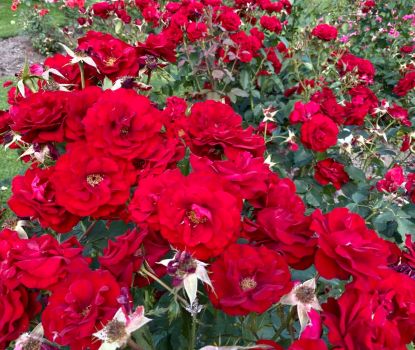 A sea of  red roses