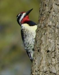 Ruby throated crested woodpecker