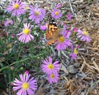 Butterfly and asters