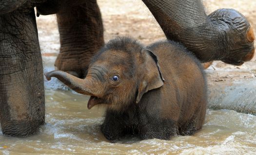 Theme: Wild Animals (first ever bath?)