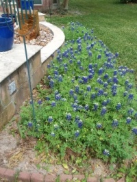 Bluebonnets in my back garden