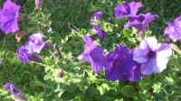 beautiful purple petunias