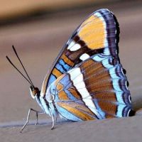 CA. Sister Butterfly