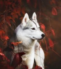 Husky in Autumn