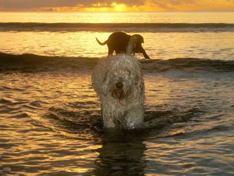 Doggy Sunrise