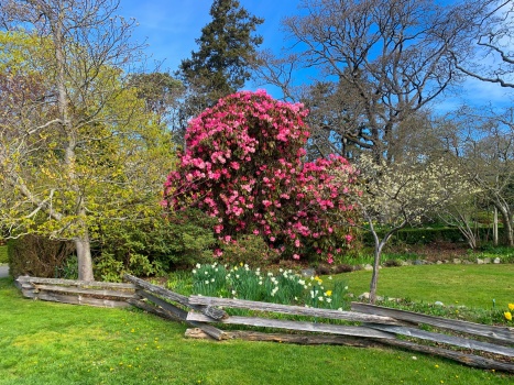 Solve Beautiful spring flowers at Ten Mile Point jigsaw puzzle online ...