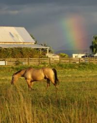 Rainbow, horse and barn