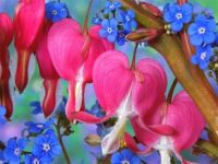 bleeding hearts