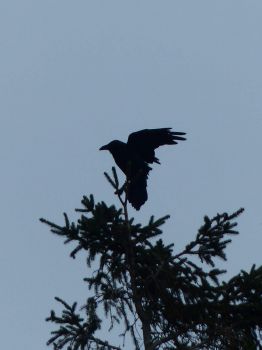 Dartmoor Raven