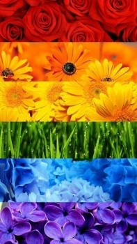Rainbow Flowers