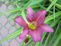 purple lily