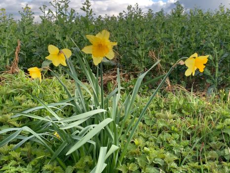 Daffodils on Field Edge
