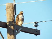 Hawk on a Pole