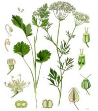 Absinthe #6 - Pimpinella Anisum - sixth in a series
