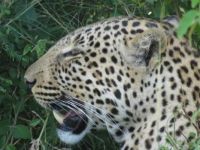 Mara Leopard