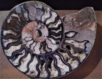 My largest ammonite (smaller size)