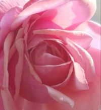 My Garden Rose