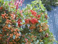 An abundance of berries.
