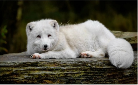Solve Arctic Fox jigsaw puzzle online with 15 pieces
