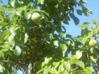 Pear Tree In Our Front Yard ~ Looking Good!