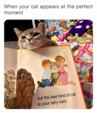 A cats tale