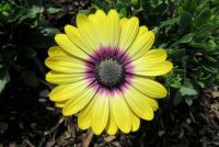 African Daisy