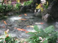 Koi Pond