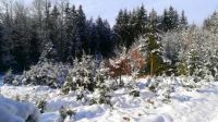 Winter in southern Bohemia