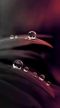 water drops 2