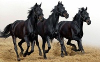 The black horse gang