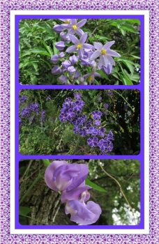 Purples In My Garden. Smaller.