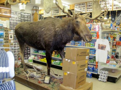 Got Moose?!