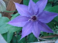 Clematis 1