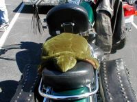 Turtle Hitching a Ride