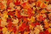 fall leaves