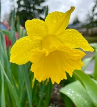 Simple Daffodil  in the rain