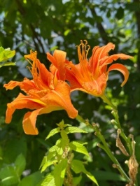 The last of Therese's daylilies