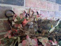 Baby Doves on Patio