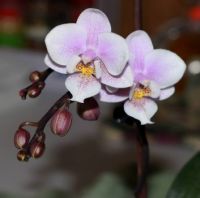 Bailey's Orchid