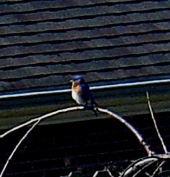 Early male Bluebird 