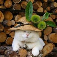 Sleepy Cat in a Hat
