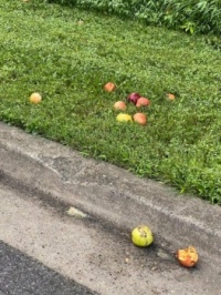 Apples (a)