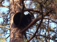 Montana Black Bear in the Backyard