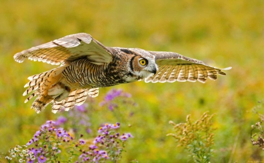 owl-in-flight Great Horned