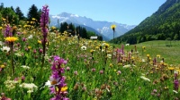 Mountens,    flower - meadow