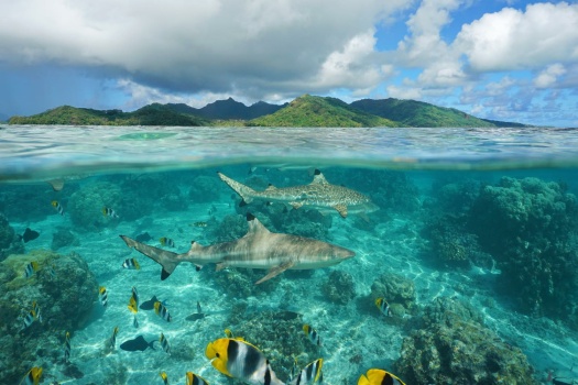 Under the Sea