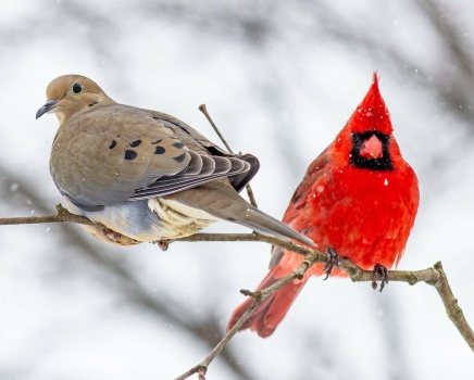 Solve Appalachian Birds: Mourning Dove and Male Cardinal jigsaw puzzle ...