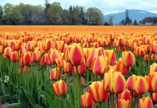 Tulips-Skagit Valley