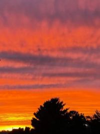 Evening Glory 2