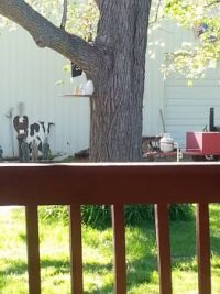 White squirrel